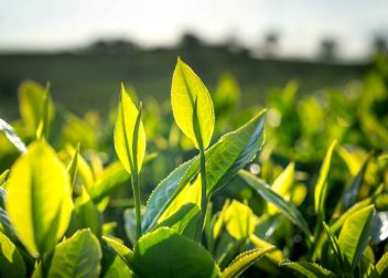plant phenotyping